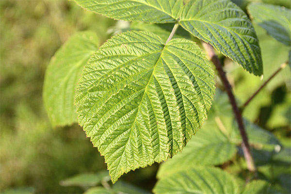 Les feuilles de framboisier dans la médecine traditionnelle