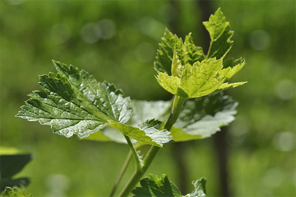 Currant leaves in folk medicine