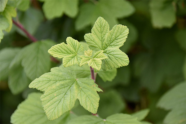 Currant Leaves