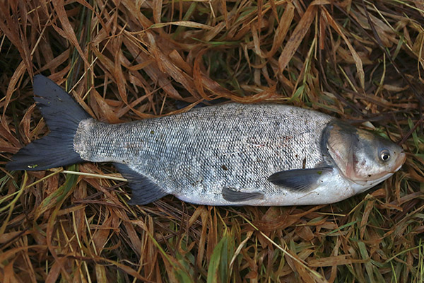 Useful properties of silver carp