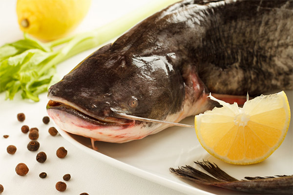 The benefits and harms of catfish