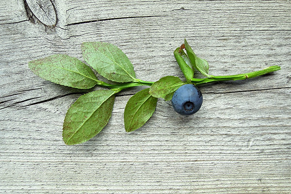 Use of blueberry leaves in cosmetology