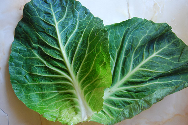 Cabbage leaf use in cosmetology