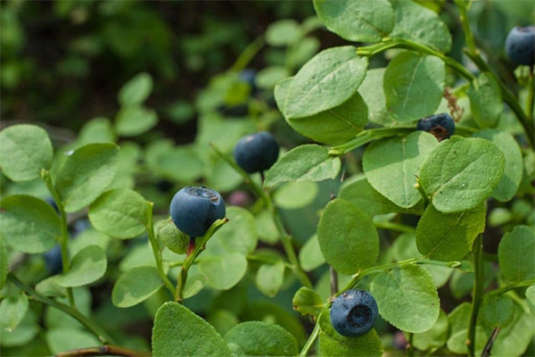Kontraindikationer for brugen af blåbærblade