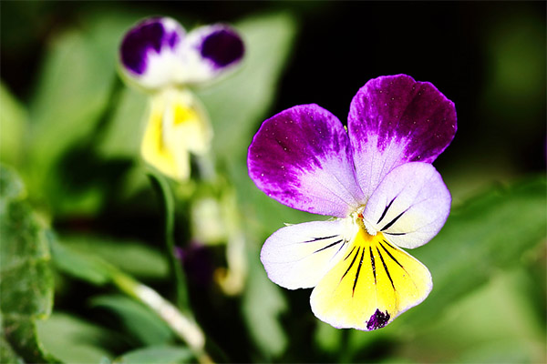 Kontraindikationer for brugen af trefarvede violer