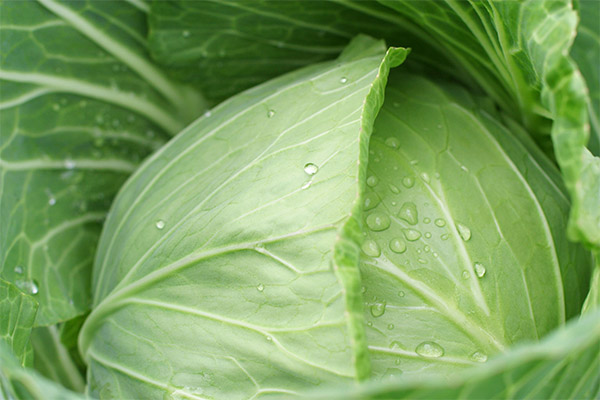 Gegenanzeigen für Cabbage Leaf