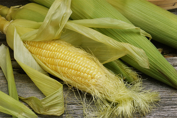 Contraindications to the use of corn stigmas