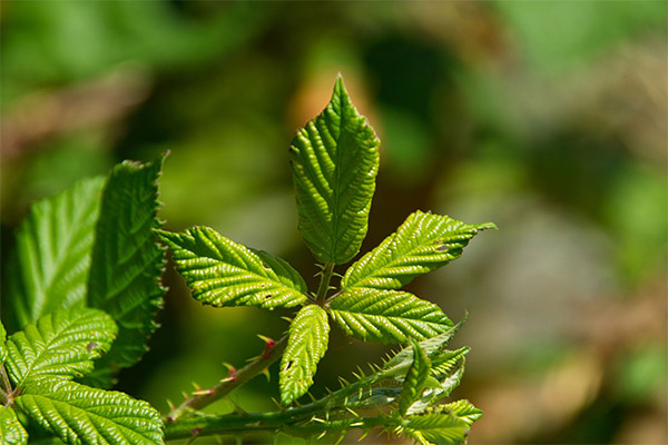 Contraindications to the use of blackberry leaves