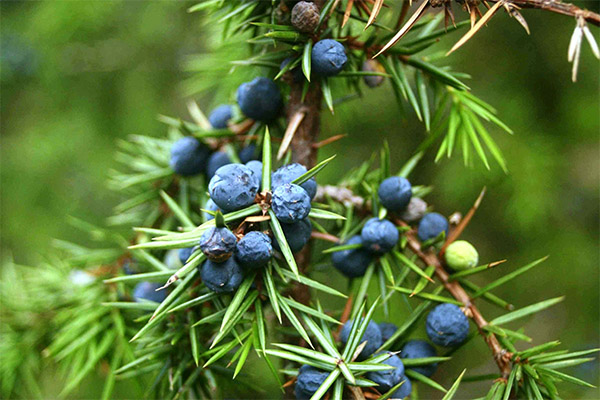 Contraindications to the use of juniper