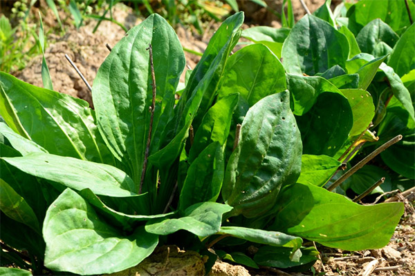 Counterindications to Plantain application