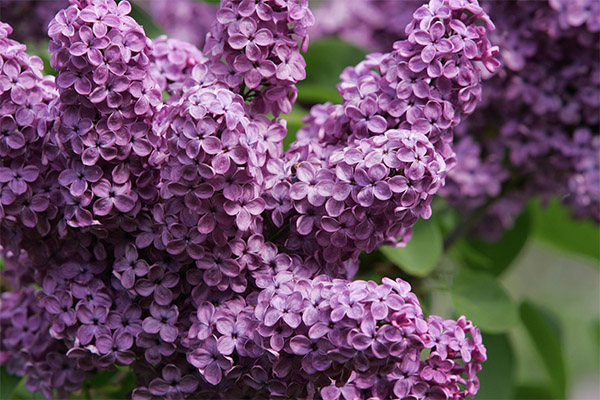 Contraindications to the use of lilac