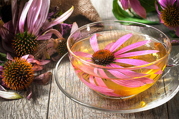 Types of medicinal compositions with Echinacea