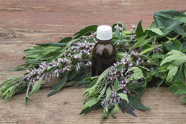 Kind medicinal compositions with motherwort