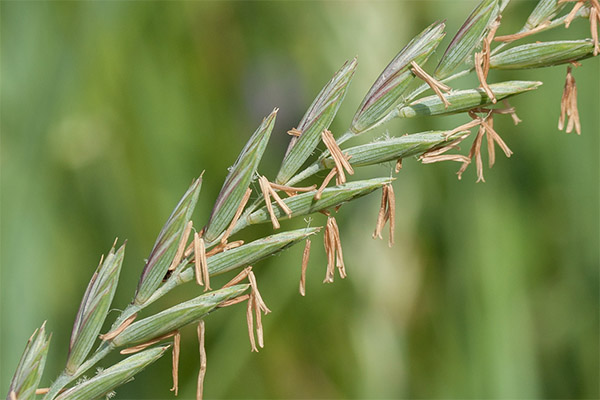Remèdes à base de plantes pour l'herbe de blé