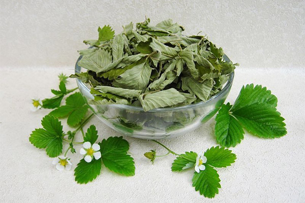 Kinds of medicinal compositions with strawberry leaves