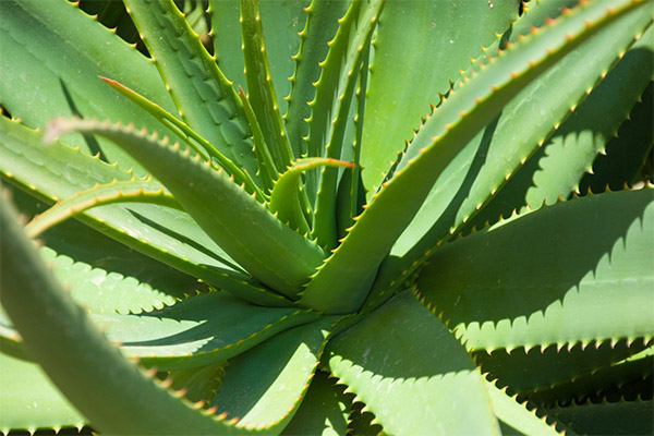 Aloe in folk medicine