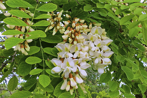 White acacia in folk medicine