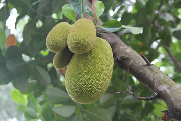 Jackfruit in medicine