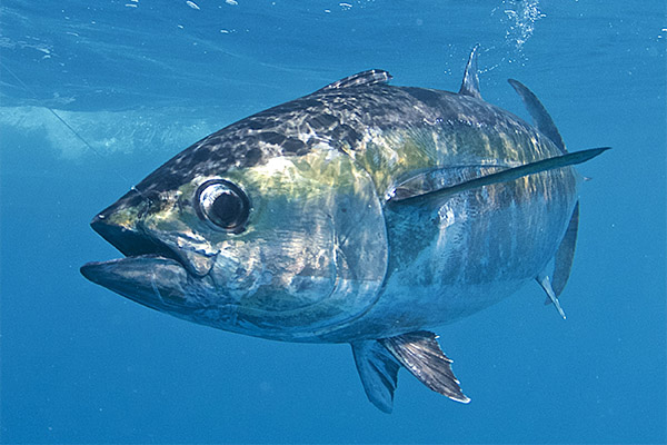 Zajímavá fakta o tuňákovi