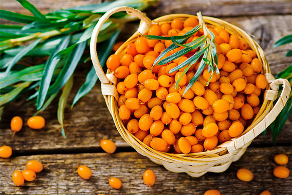Interesting facts about sea buckthorn