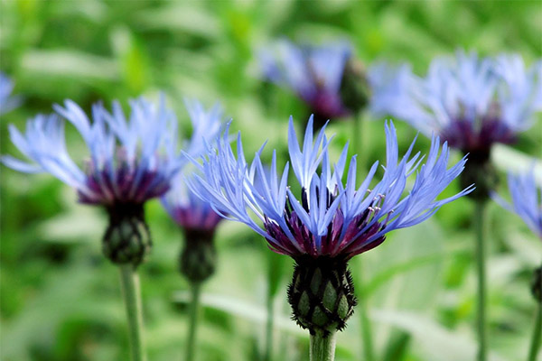 Cornflower use in cooking