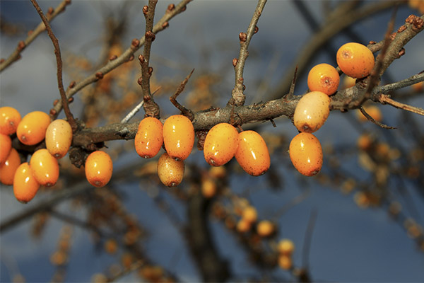 When and how to harvest sea buckthorn for jam