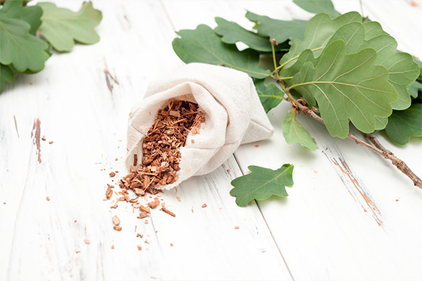 Oak Bark in folk medicine
