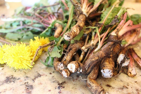 Dandelion root in folk medicine