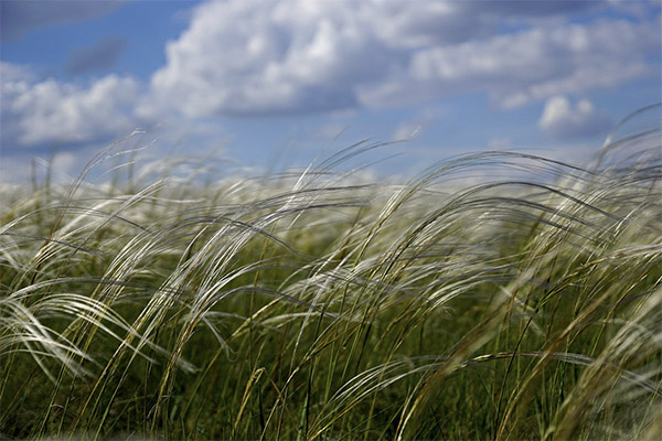Feather-grass in folk medicine