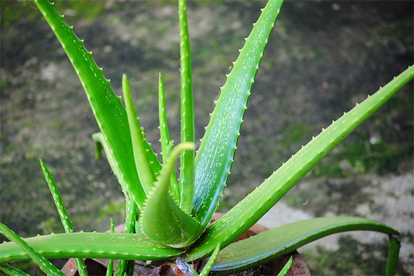 Terapeutiske egenskaber af Aloe