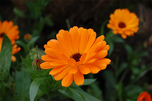 Therapeutic properties of marigold