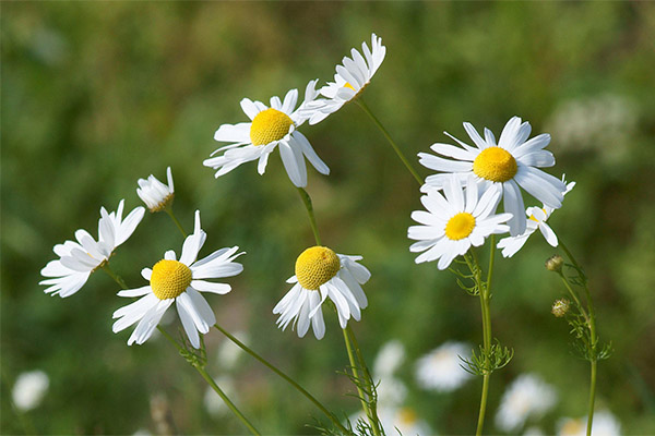 Therapeutic properties of chamomile