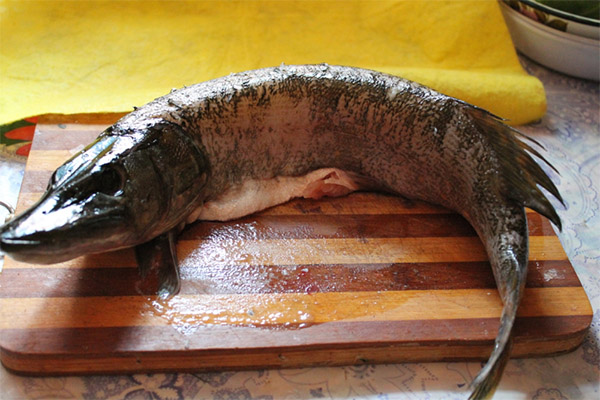 Is it possible to eat pike for various diseases