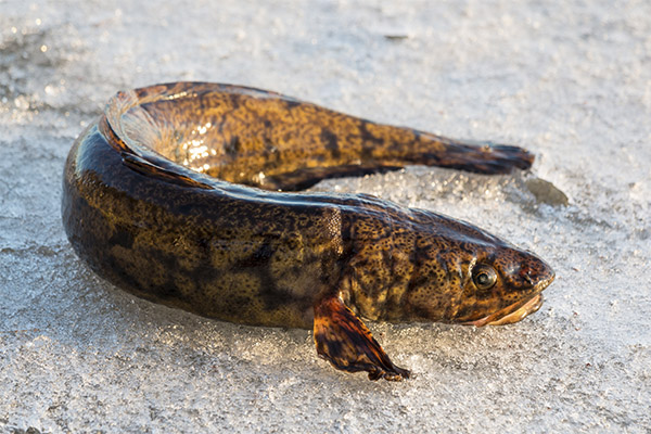 The benefits and harms burbot