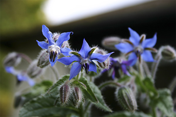 The use of borage in cooking