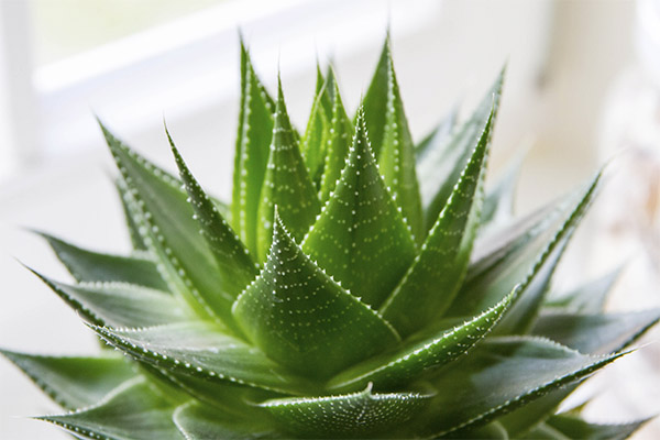 Contraindications to the use of aloe