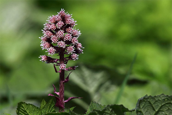 Contraindications to the use of butterbur