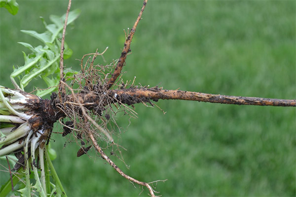 Contraindications to the use of dandelion root