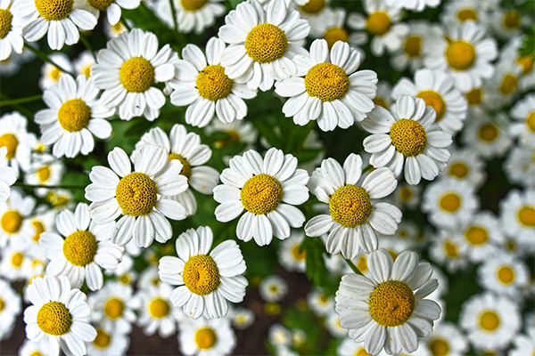 Contraindications to the use of chamomile