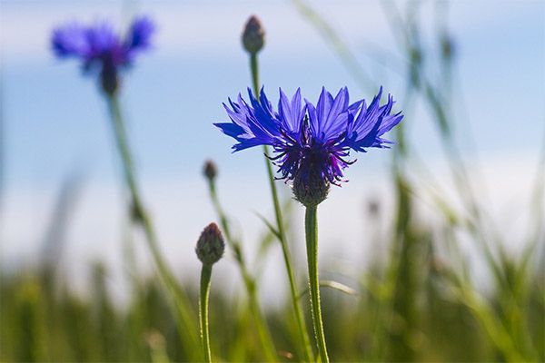 Contraindications to the use of cornflower