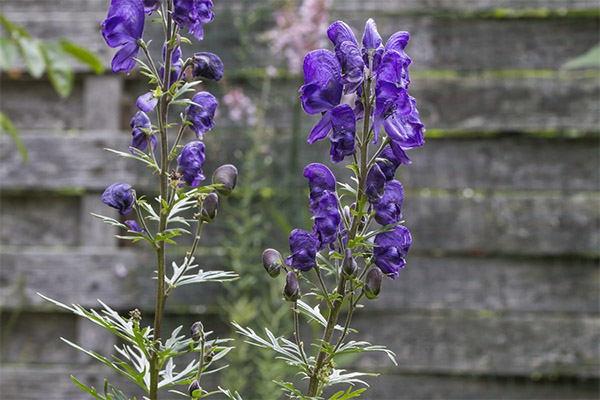 Kinds of medicinal compositions with Aconite