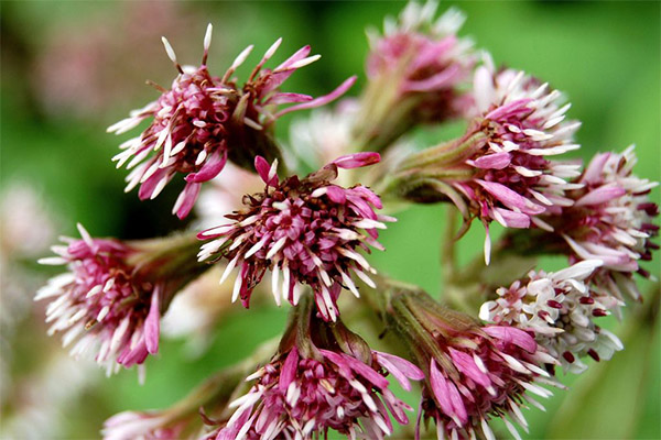 Types of medicinal compositions with butterbur