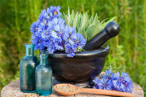 Kinds of medicinal compositions with cornflower