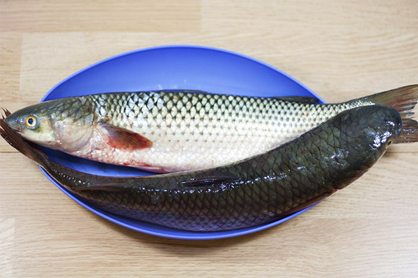 What can be cooked from mullet