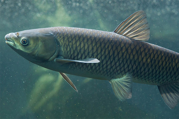Interesting facts about grass carp