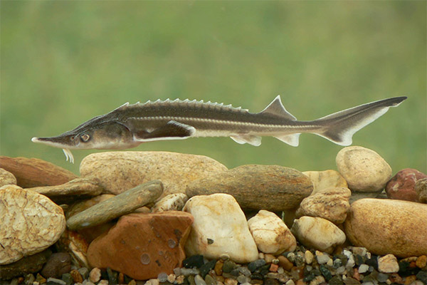 Interesting facts about sturgeon