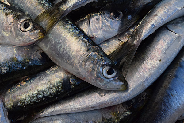 How to choose and keep sardines