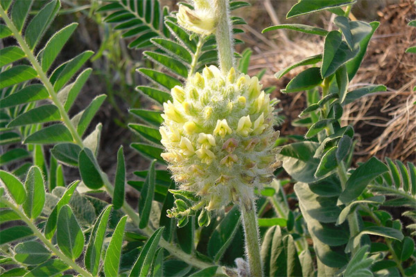 Therapeutic properties of astragalus woolly flower
