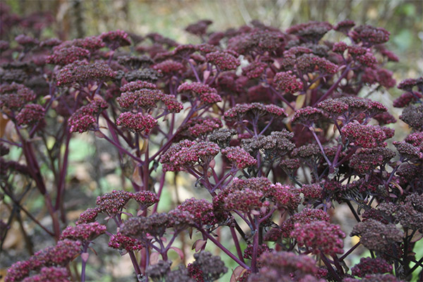Medicinal properties of purple plant