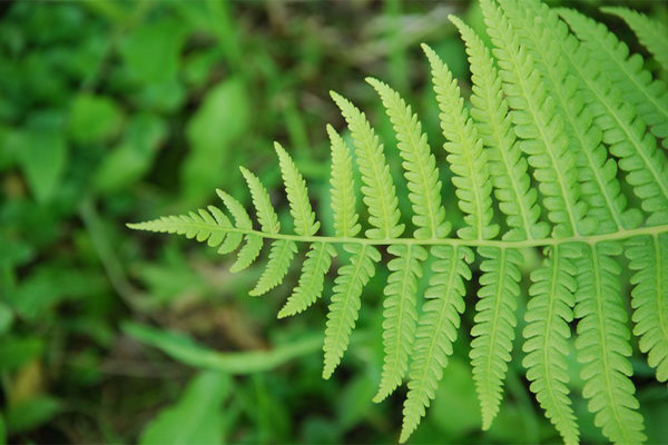 Therapeutic properties of the fern